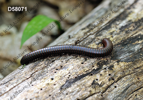 Narceus americanus-annularis complex